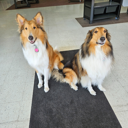 Dogs Gunner and Zoe siting next to one another