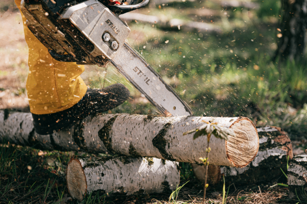 Chainsaw cutting a birch tree